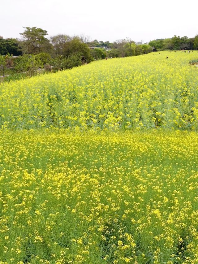 免費觀瀾版畫村油菜花進入全盛期