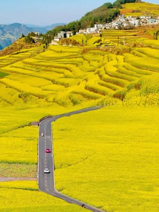 Luoping's rapeseed flower sea in March: The ultimate guide to the most Instagrammable spots!