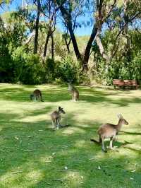 Western Australia Road Trip: Beaches, Quokkas, and Sunsets!