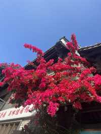 被這片三角梅花海美到失語🌸承包整個春天
