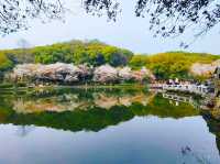 望月公園賞櫻花