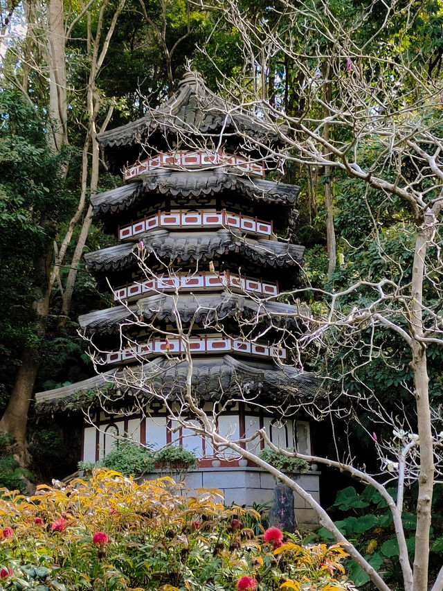 《園博園中三角梅瀑布的驚艷》