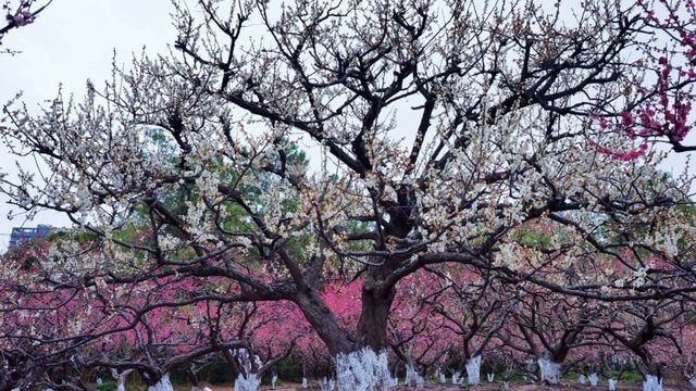 世紀公園賞梅遊攻略