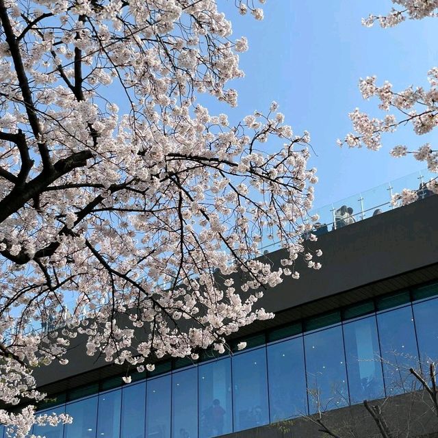 在首爾，我竟成了櫻花貴族🌸