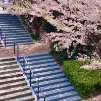 世博源櫻花階梯🌸 氛圍感直接飆滿格
