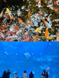 潛入韓國夢幻海底！一山韓華水族館超絕體驗