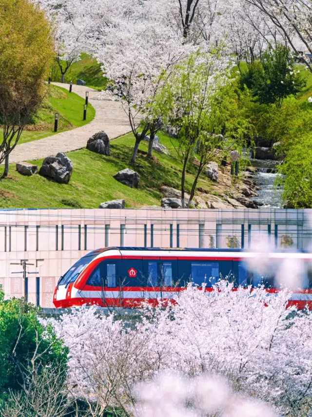 난징 벚꽃 명소‖꿀팁 가이드