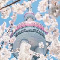 東方明珠｜四月花神🌸