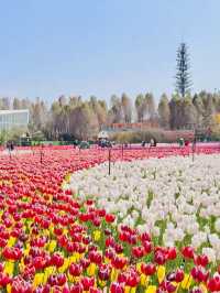 Kunming The tulips are blooming