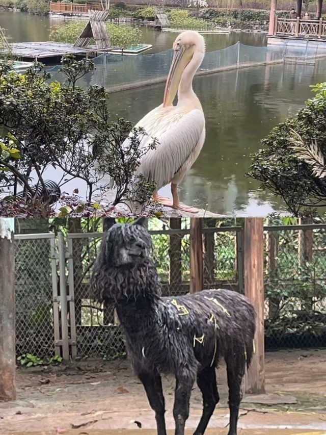 與國寶熊貓零距離，盡在重慶動物園