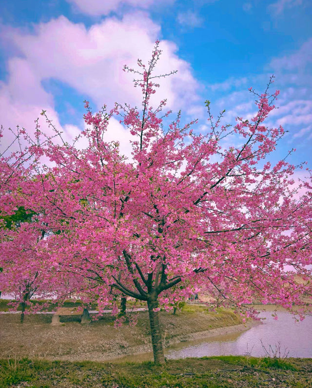 櫻花季/南浔森赫櫻花園等你來