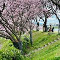 🌸大阪狹山池公園，櫻花爛漫正當時！