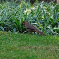 春天的開遠鳳凰生態公園