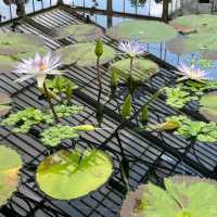 Exploring the Vastness of Kew Gardens