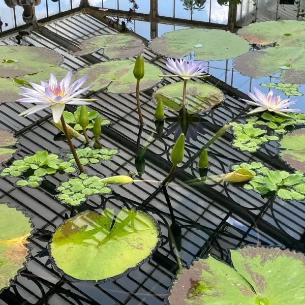 Exploring the Vastness of Kew Gardens