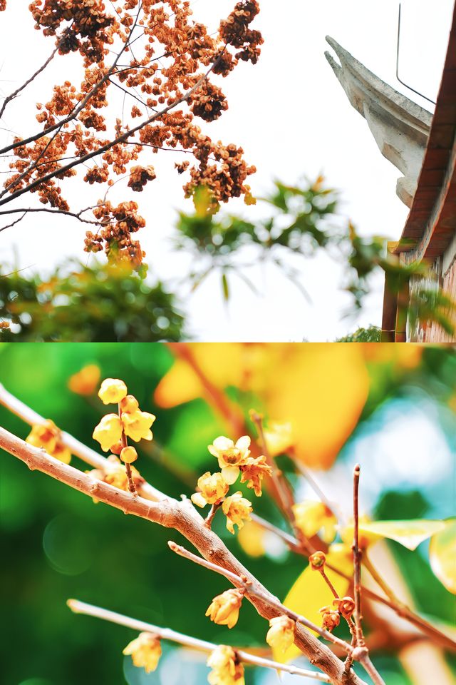 春日必住！泉州賞花方便就住呢間民宿