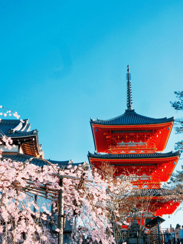 🌸【京都】清水寺櫻花攻略：漫步粉色花海的浪漫之旅