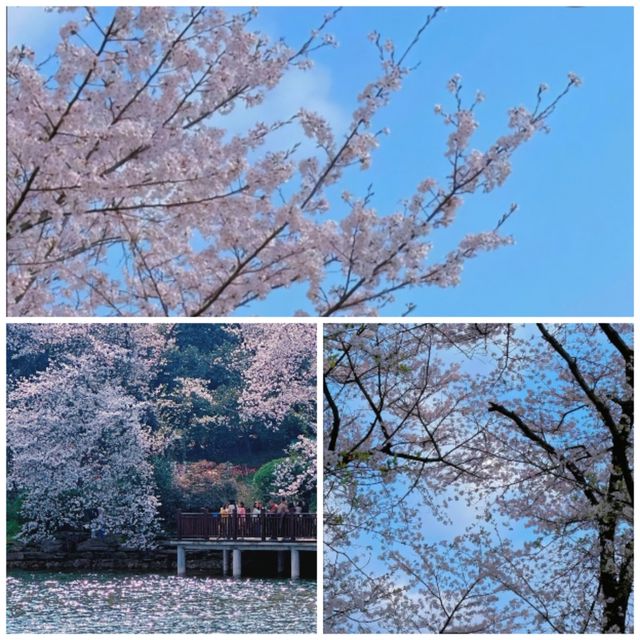 感受春日櫻花與鬱金香嘅浪漫邂逅