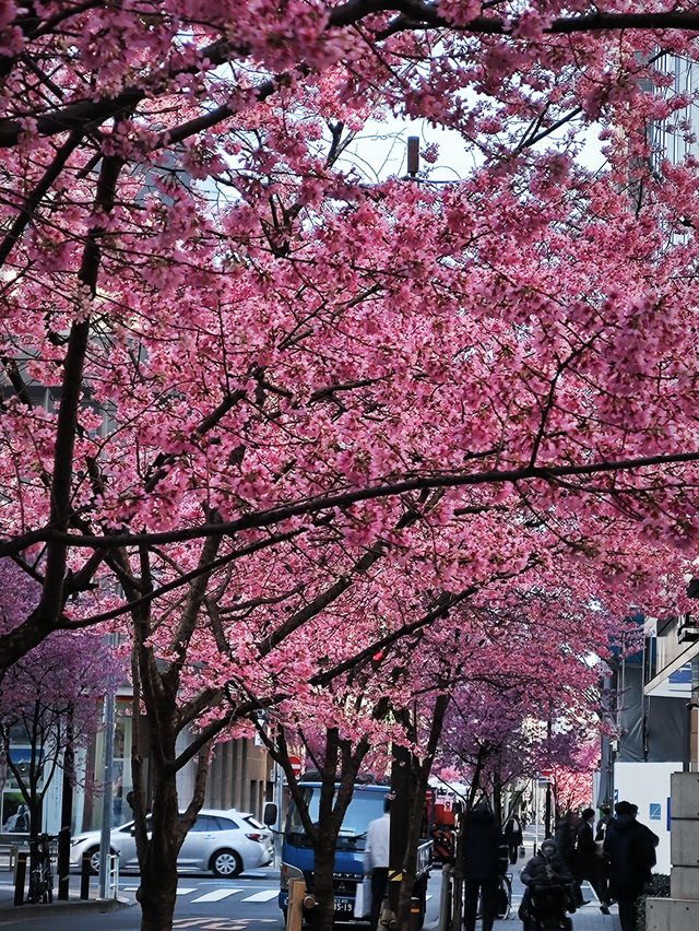 🌸日本橋三越 | 浪漫櫻花已盛大開幕