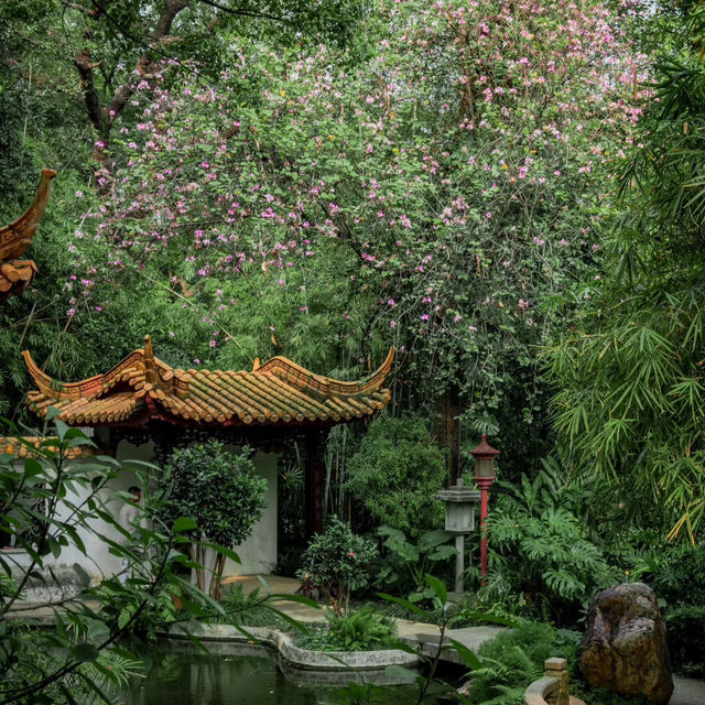 🌸廣州蘭圃 | 邂逅春日限定浪漫，偶遇慵懶喵星人