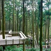 🇯🇵｜福岡❶小眾秘境㊙️隱藏在深山裡的森林☕️