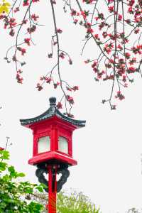 一樹看盡廣州春｜邂逅「中國最美木棉」