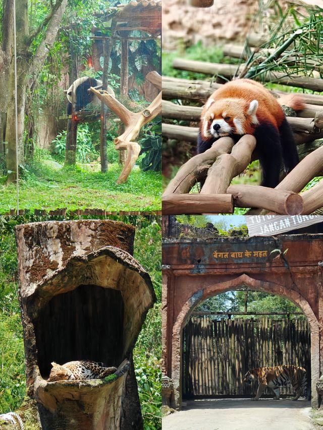 誰懂！在茂物市動物園開啟奇妙動物狂歡