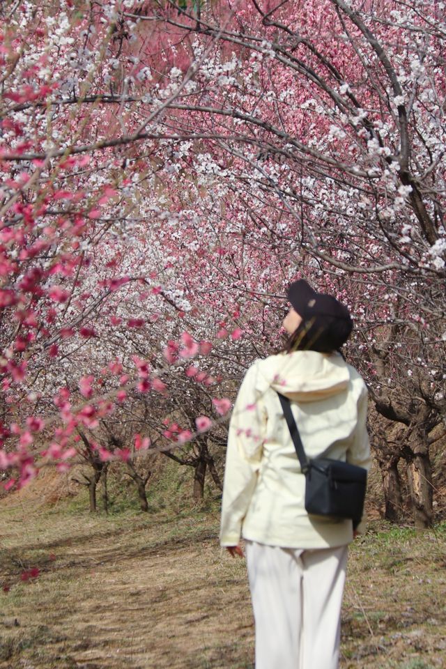 誤入仙境，西安偷偷藏了個「賣花漁村」