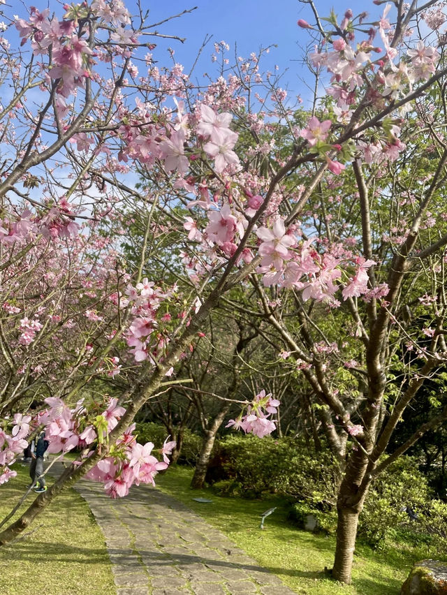 春櫻綻放,雲霧陽明 春櫻綻放,雲霧陽明