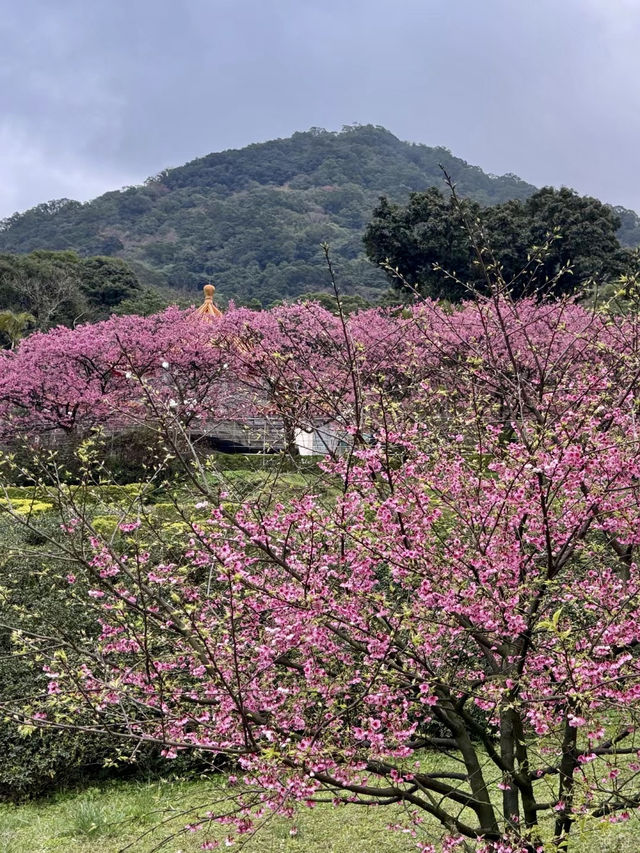 櫻漫天元，春映紅樓