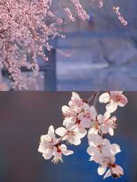 湖南常德賞桃花好去處推薦‖打卡避坑攻略