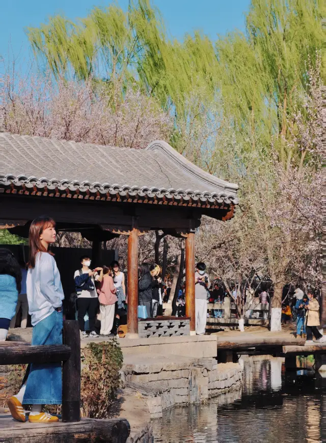 Real-life Peach Blossom Land found in Beijing! (Photo taken on March 22)