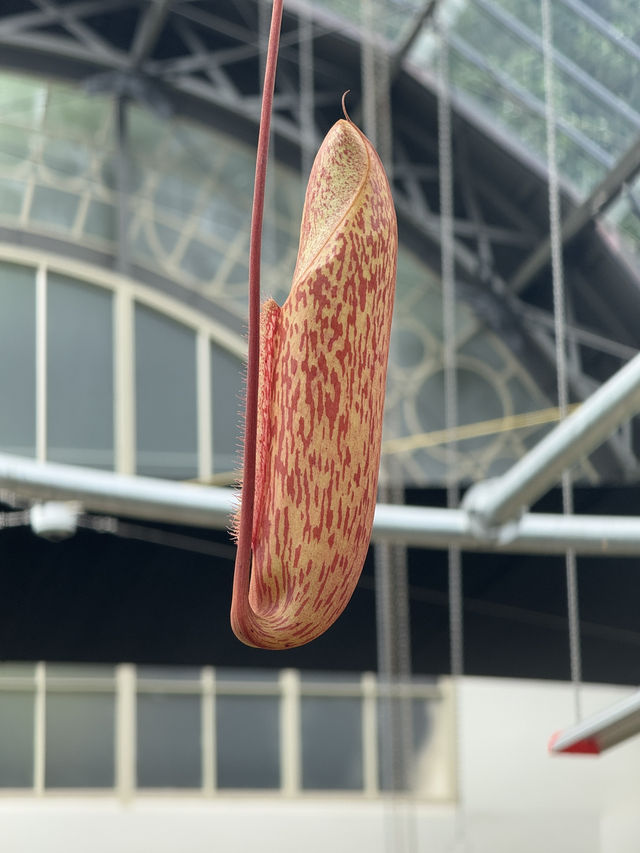 One Of The Best Free Things In Auckland, The Stunning Winter Gardens 