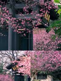 合肥‖3－4月淡季來真的很香，人少景美！