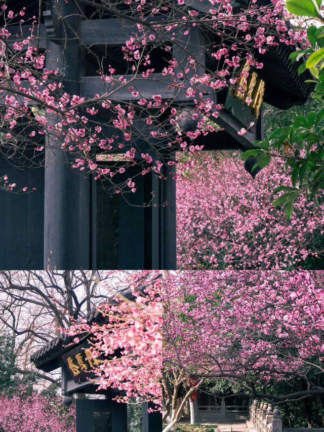 合肥‖3－4月淡季來真的很香，人少景美！