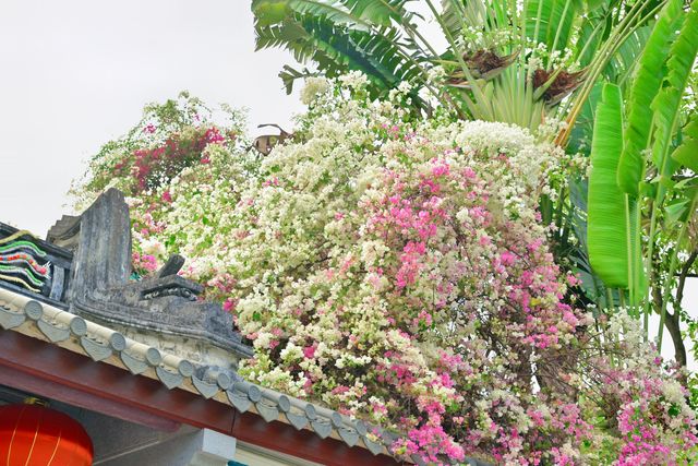 深圳園博園的簕杜鵑瀑布盛宴