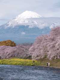 避開人潮，解鎖富士山櫻花季的隱藏玩法！