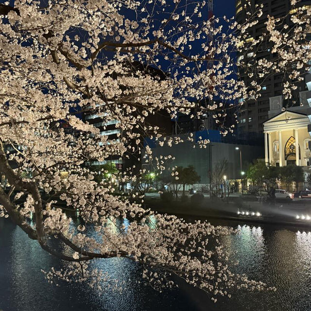 福岡限定🌸3.28舞鶴公園櫻花直擊