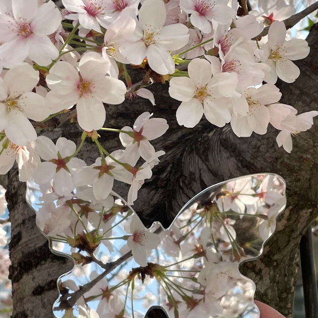 拒絕平壩人擠人！貴陽私藏白櫻花秘境🌸