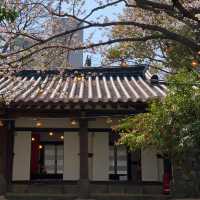 4.2濟州島櫻花實況🌸