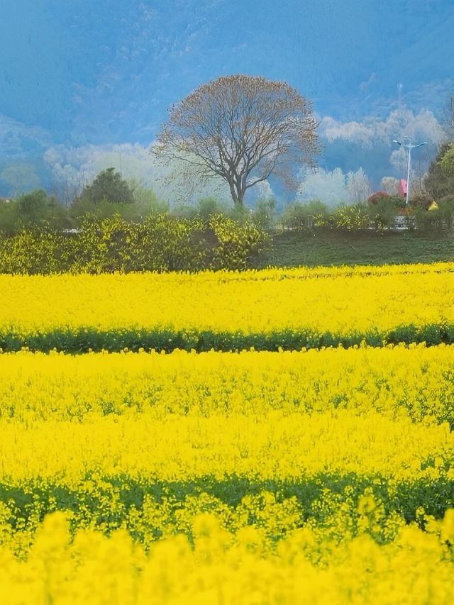 漢中油菜花花海春季賞花攻略：金色波浪中的詩意生活