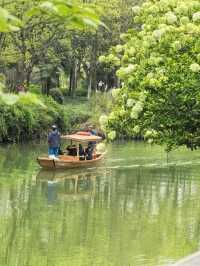 Explore the Stunning Hydrangea Waterfall at Xixi Wetland with Free Route Options