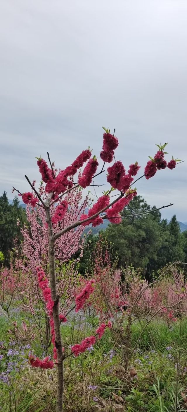 “桃之夭夭，灼灼其華”