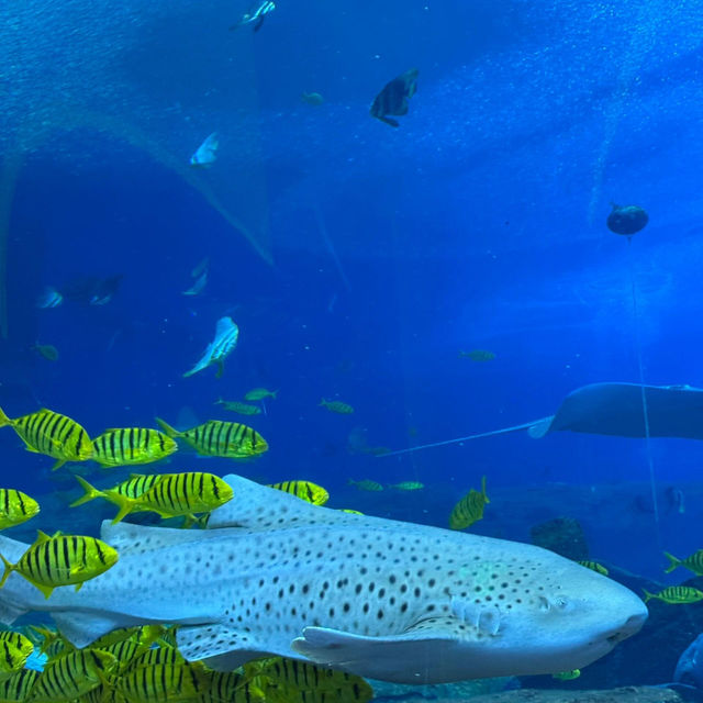 珠海必玩!邂逅可愛海洋生物🐬 珠海必玩!邂逅可愛海洋生物🐬