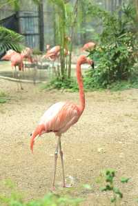 南寧day ｜動物園遊記
