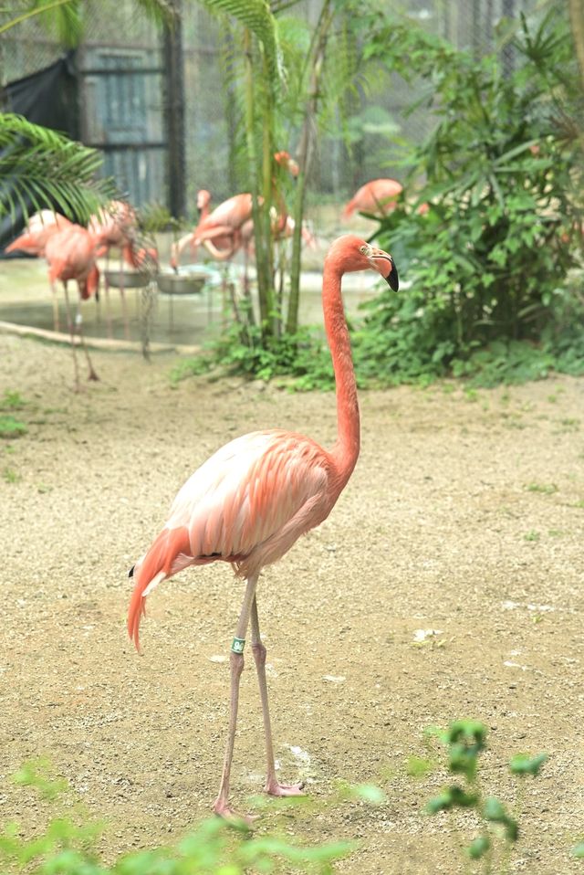 南寧day ｜動物園遊記