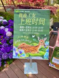 🌷珠海隱藏寶地 | 假花叢中的真小鹿奇遇✨