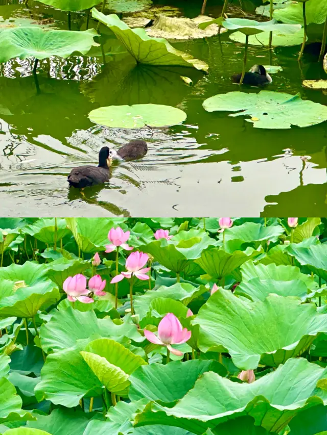 興化賞荷花‖打卡避坑攻略