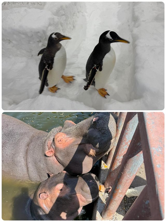 與長頸鹿共進早餐！南通森林動物園暴走秘笈