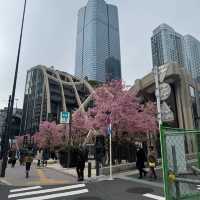 🌸東京麻布台｜邂逅城市中的詩意角落